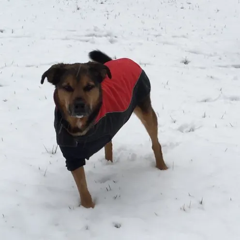 Dog with 3 legs in a red jacket posing in the snow